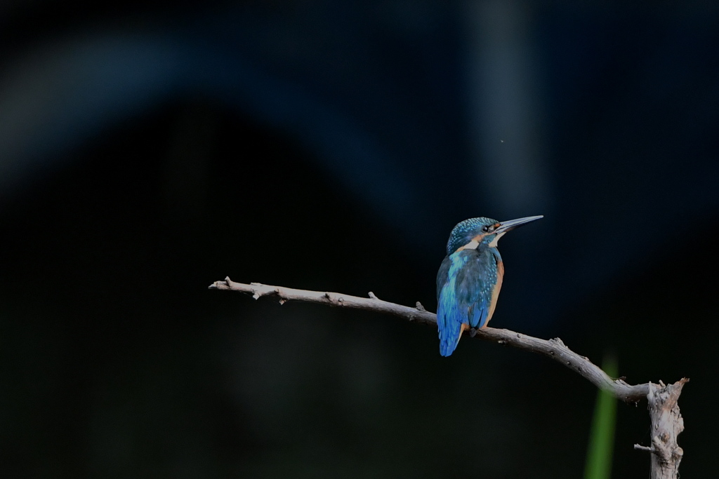 Compare with Kingfisher（１）