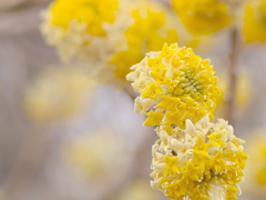 (´ε｀；)ｳｰﾝ…いい香り