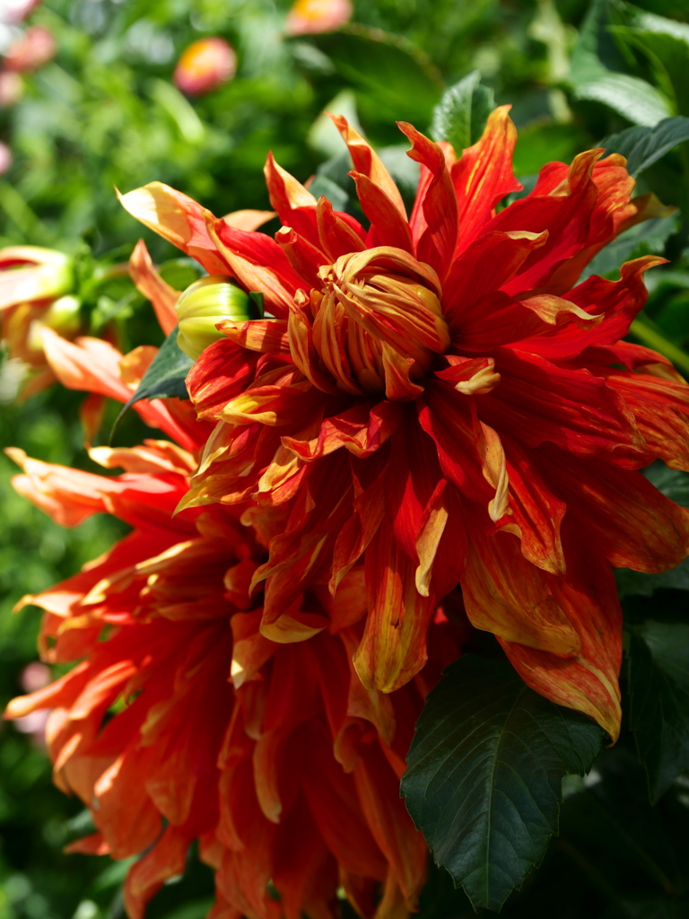 World Flowers in Flower Dome（6）