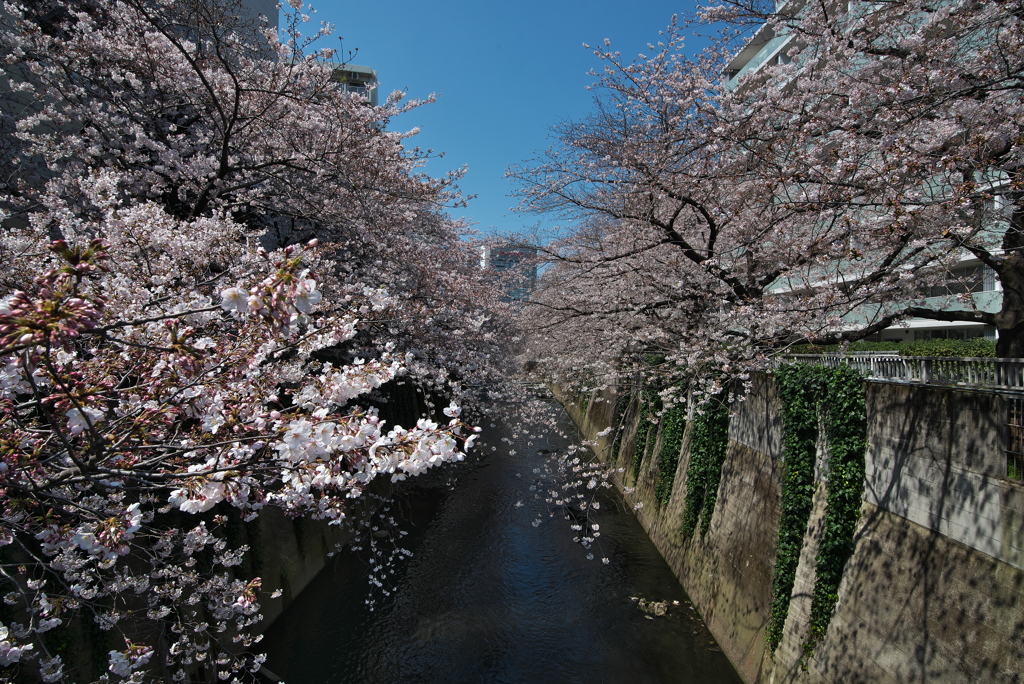 早稲田の桜
