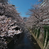 早稲田の桜