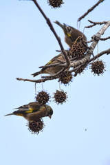 住人への仁義が無いわね！！！
