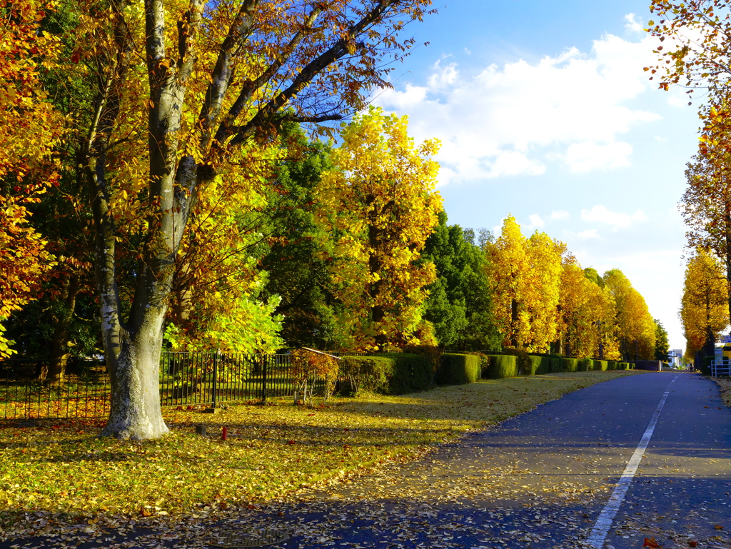 学園西大通りの黄葉