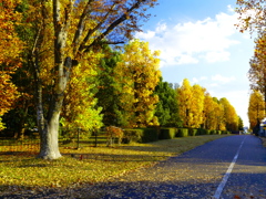 学園西大通りの黄葉