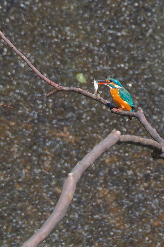 カワ姫、やったね！