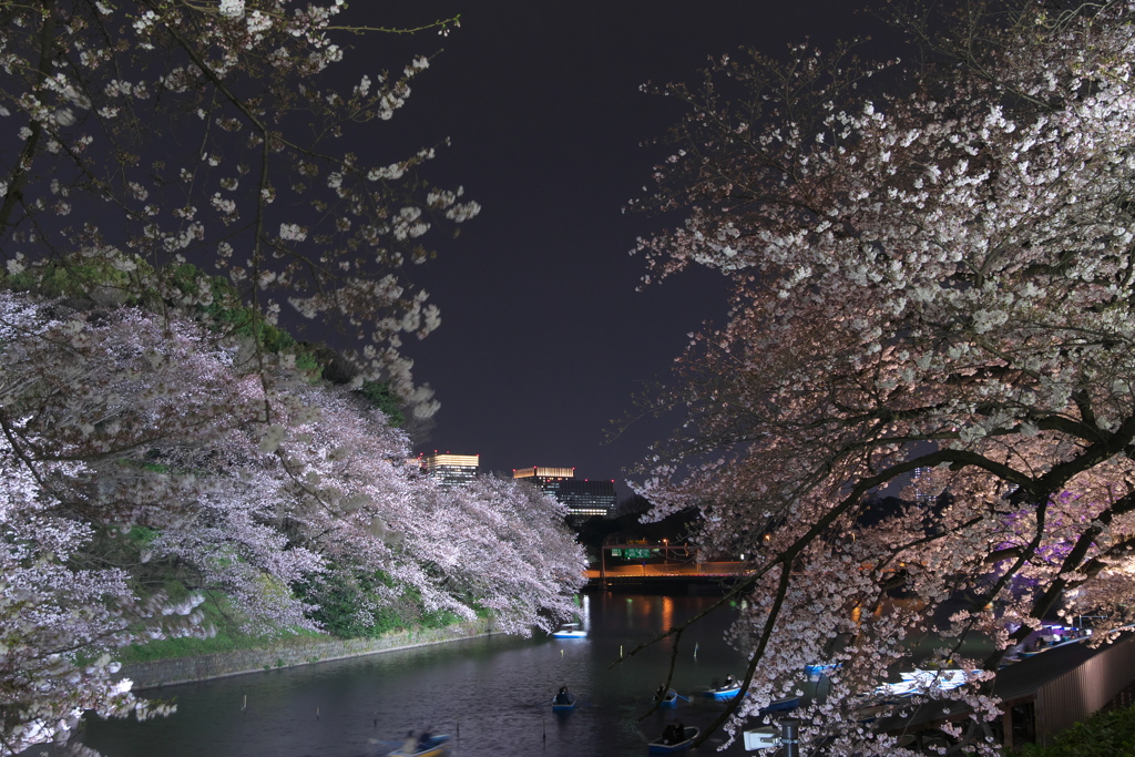 SAKURA Concerto