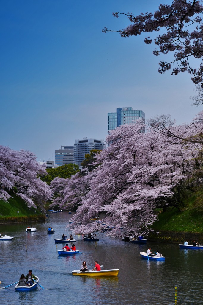 ♫桜坂