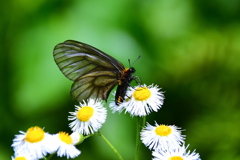 ウスバシロチョウ
