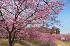 松ヶ崎城跡の河津桜　⑴