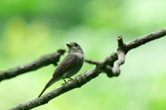 森の小鳥ちゃん（２）