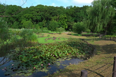 増尾城址公園のビオトープ