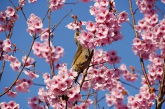 満開の陽光桜