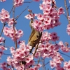 満開の陽光桜