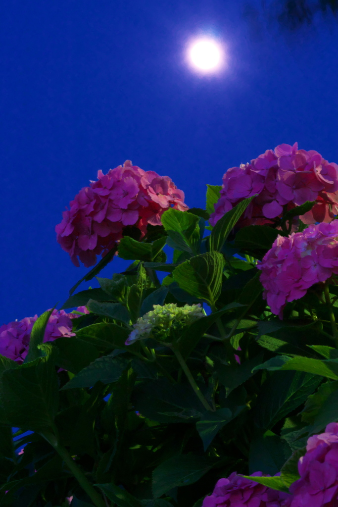 月光と紫陽花