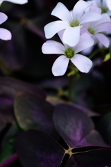 公園散歩≫≫Oxalis deppei