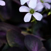公園散歩≫≫Oxalis deppei