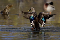 鴨のエンゼルポーズ