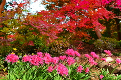 ネリネと紅葉の競演