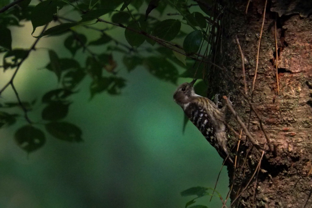 Pygmy Woodpecker