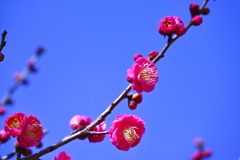 青空に紅梅