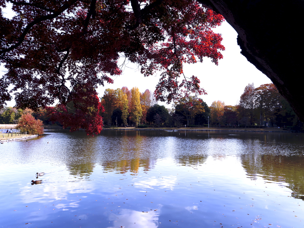 洞峰(どうほう)沼の秋