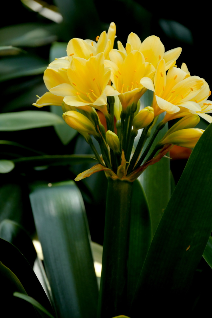 World Flowers in Flower Dome（４）