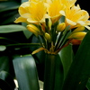 World Flowers in Flower Dome（４）