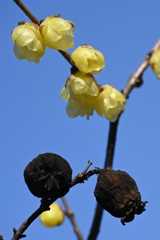 蝋梅の花と実