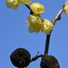 蝋梅の花と実