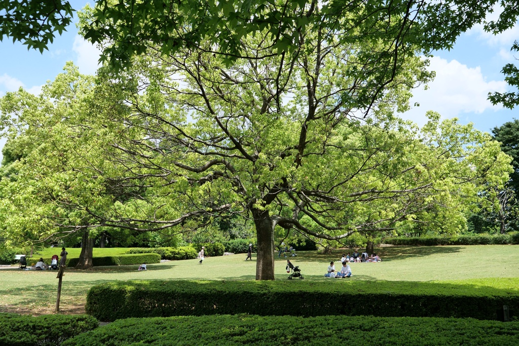 公園散歩≫≫ピクニック