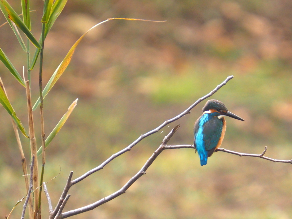 今日は飛込みなし