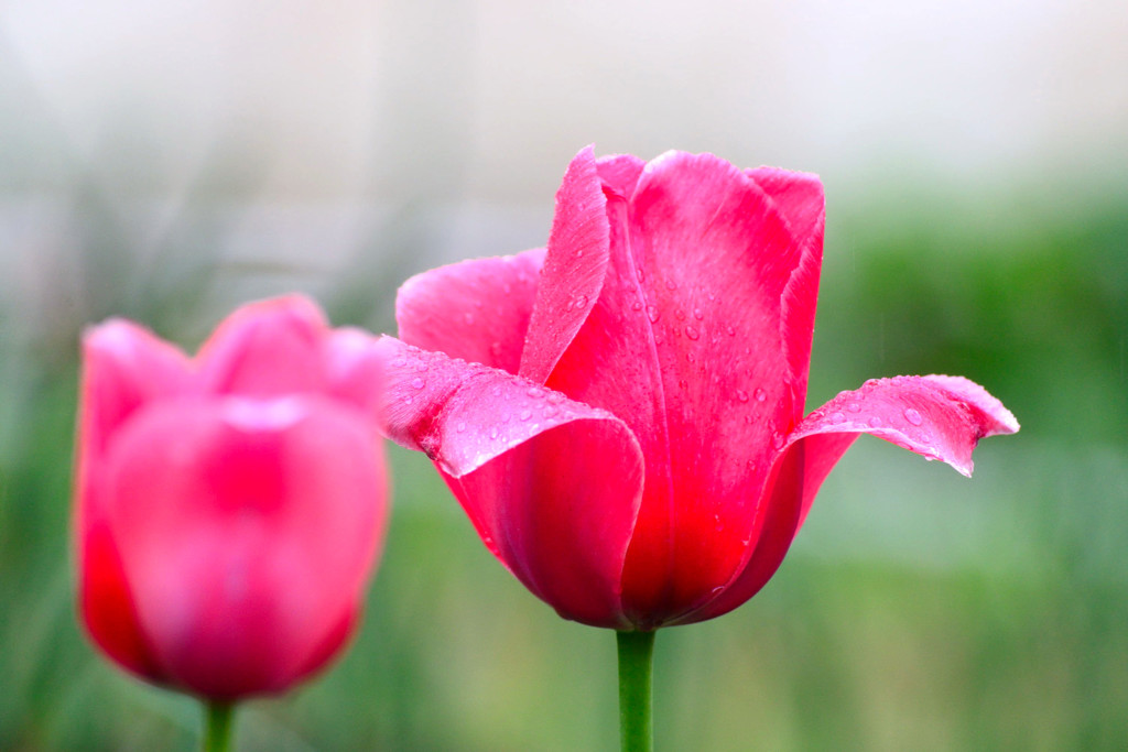 愛の芽生え