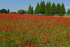 あけぼの山農業公園 ポピー編