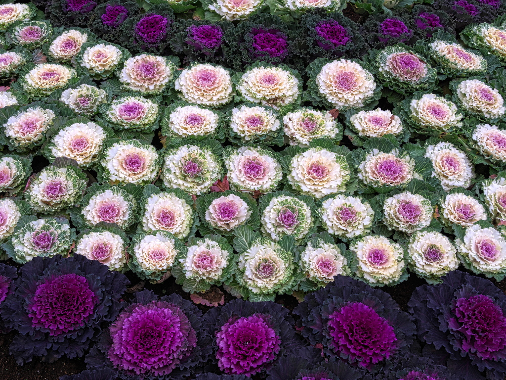 冬の花壇