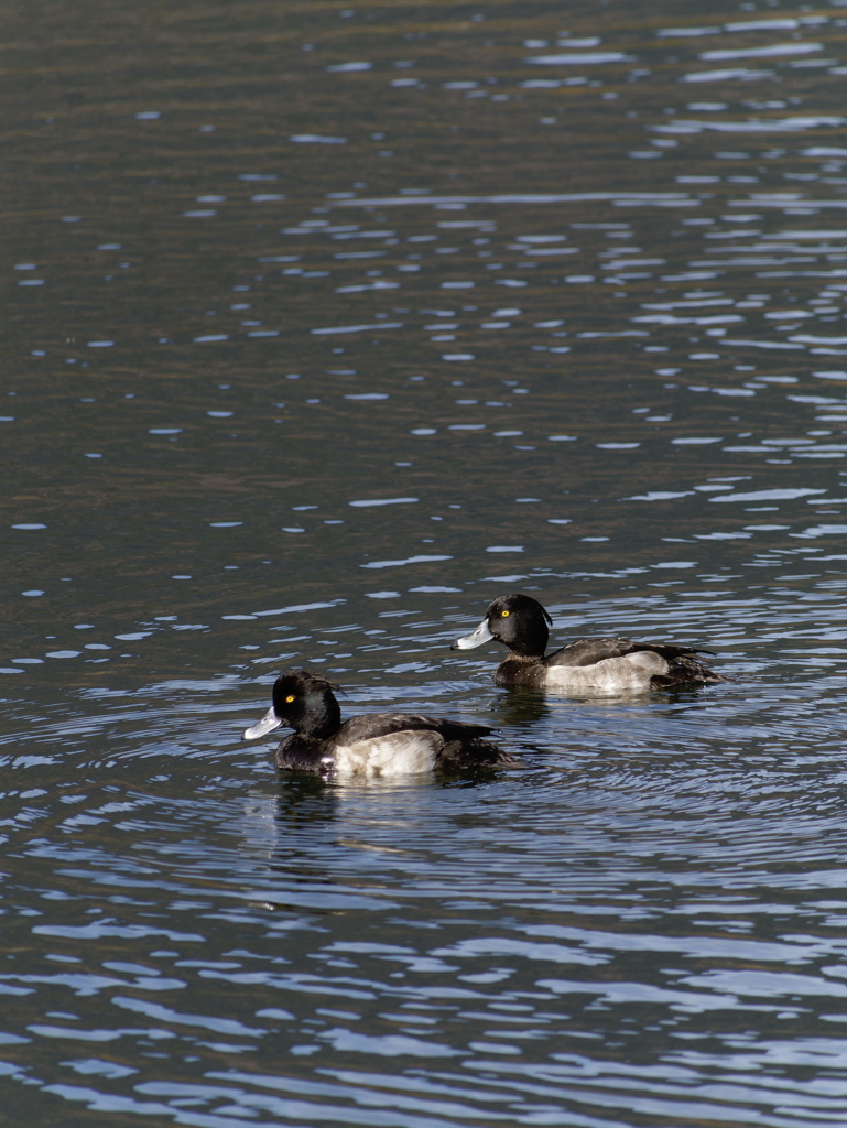 金黒の季節がやってくる