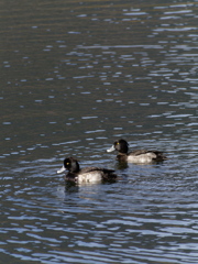 金黒の季節がやってくる