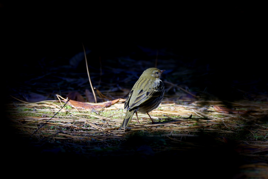 スポットのビンちゃん