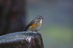 太ったね 太ったね