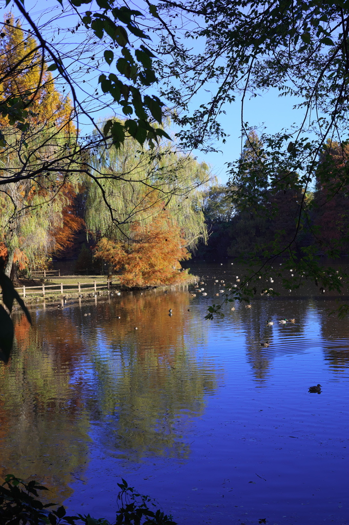 朝の秋色を満喫