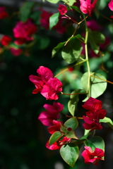 冬越しのブーゲンビリア