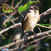 百舌鳥の高鳴き