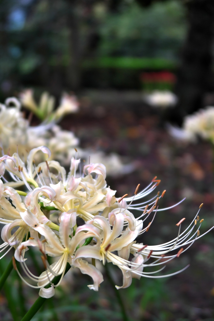 白花曼珠沙華