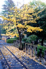 線路と黄葉