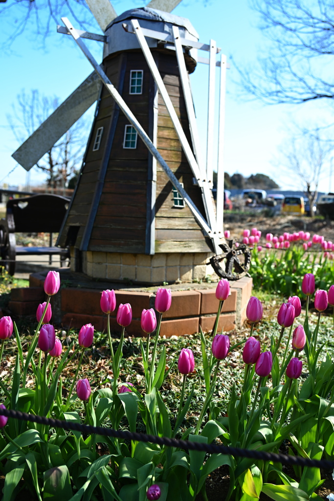風車とチューリップ