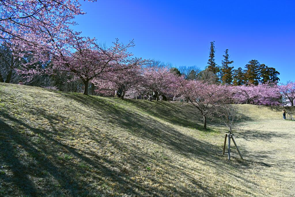 松ヶ崎城跡のカワヅザクラ