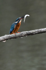 Compare with Kingfisher（５）