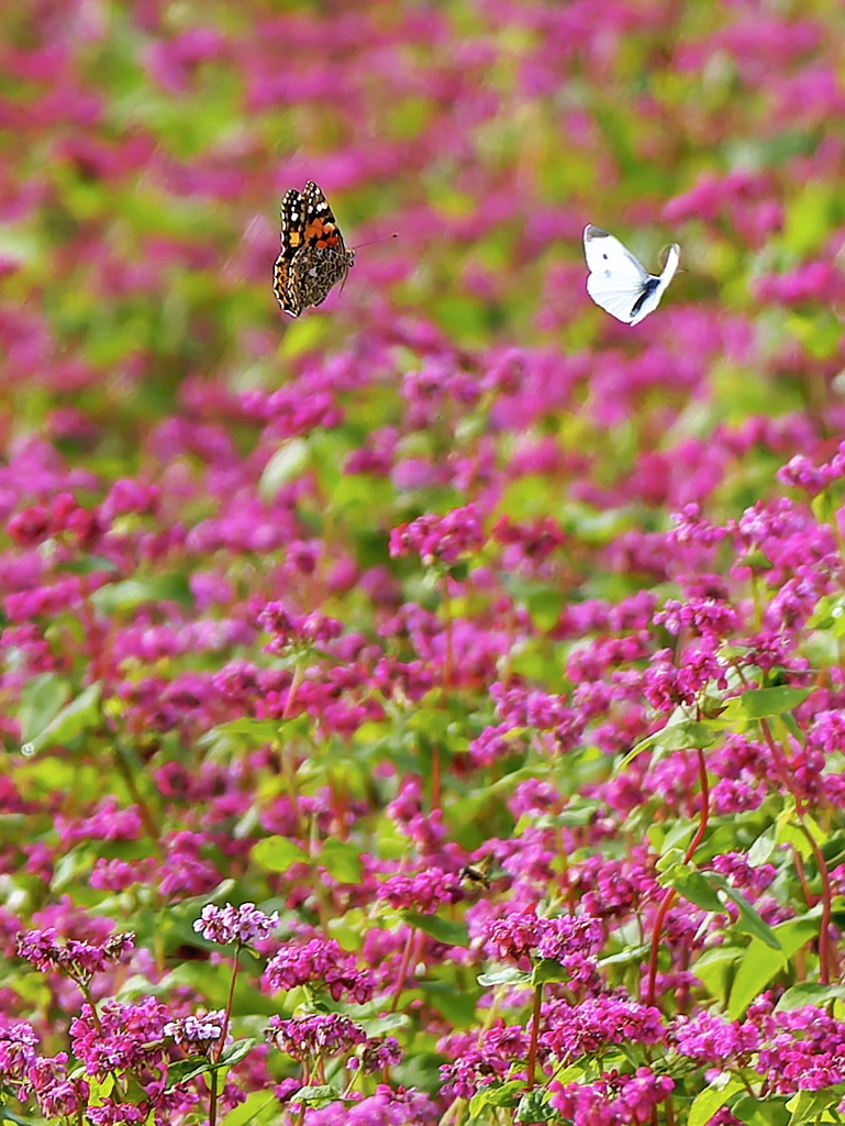 蕎麦畑の運動会