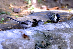 仲間が増えたね！