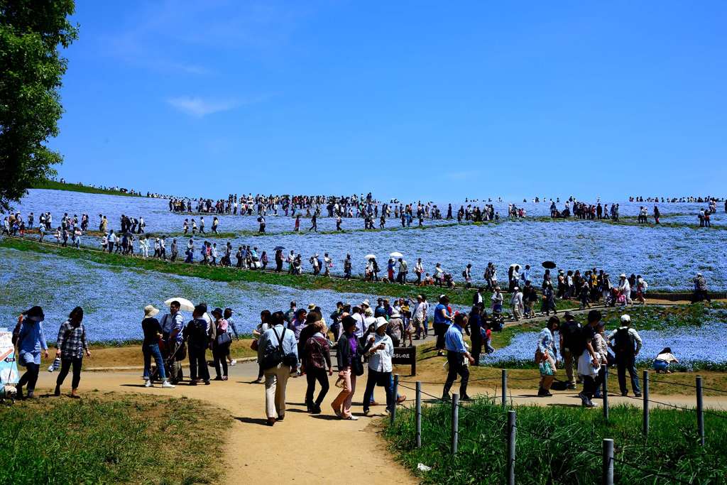 ひたち海浜公園 みはらしの丘