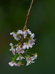 １０月桜